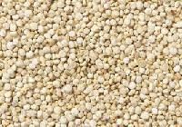 Organic Quinoa