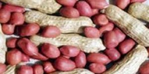 Groundnut