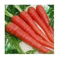 Red Carrot