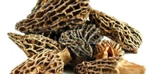 Dried Wild Morels