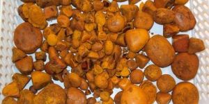 Ox Gallstone