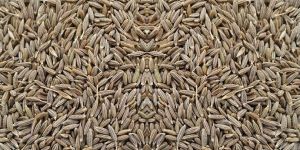 Cumin Seeds