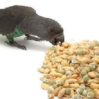 Bird Food