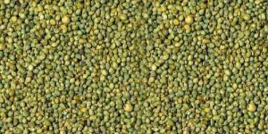 Green Millet Seeds