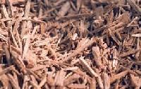 Agarwood