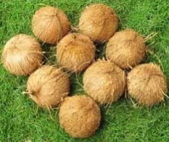 Fully Husked Coconuts