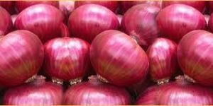 Fresh Red Onion