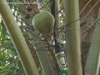 Coconut Tree Climber