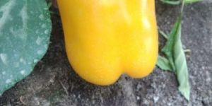 Coloured Capsicum