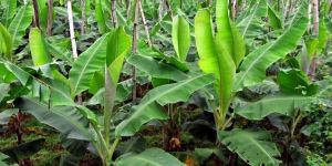 Banana Leaves
