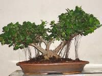 Bonsai Plants