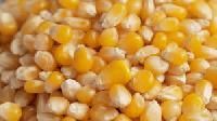 Yellow Corn Maize