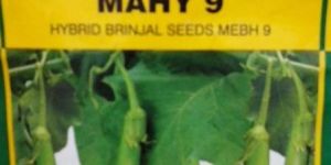 Hybrid Brinjal Seeds