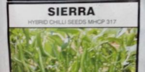 Hybrid Chilli Seeds