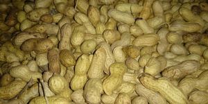Shelled Groundnuts