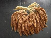 Foxtail Millet