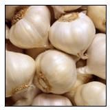 Fresh Garlic