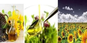 Sunflower Oil