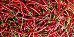 Fresh Red Chilli
