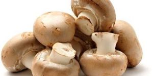 Fresh Button Mushroom