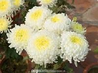 Chrysanthemums Flower