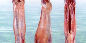 Frozen Sheep Meat