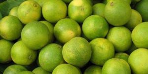 Fresh Sweet Lime