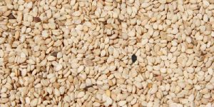 Natural White Sesame Seeds