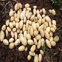 Mushroom Seeds