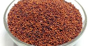 Ragi Millet Seeds