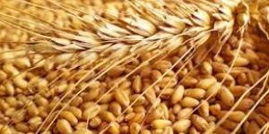 Wheat Seeds