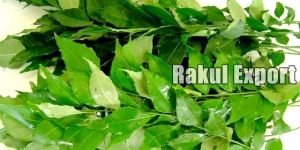Curry Leaves