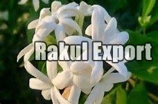 Fresh Jasmine Flowers