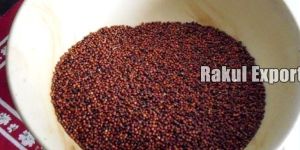 Ragi Seeds
