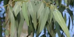 Eucalyptus Oil