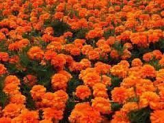 Tagetes Oil