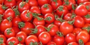 Tomato Seed Oil