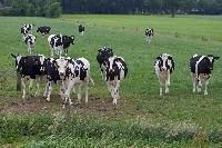 Agricultural Livestock