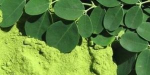 Moringa Leaves Powder