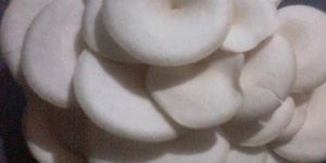 Oyster Mushroom