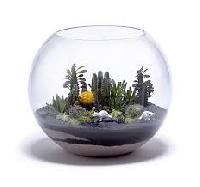 Cactus Terrarium Plant