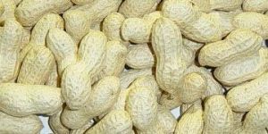 Groundnut
