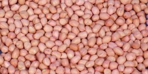 HPS Groundnut Kernels