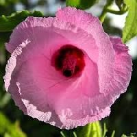 Hibiscus