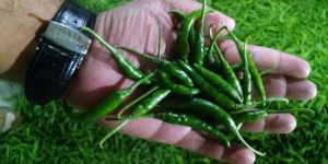 Fresh Green Chili