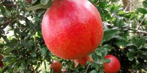 Fresh Pomegranate