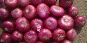 Fresh Red Onion