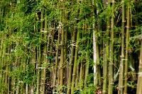 Bamboo Plants