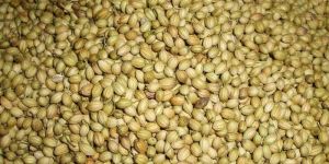 Coriander Seeds
