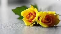 Yellow Roses